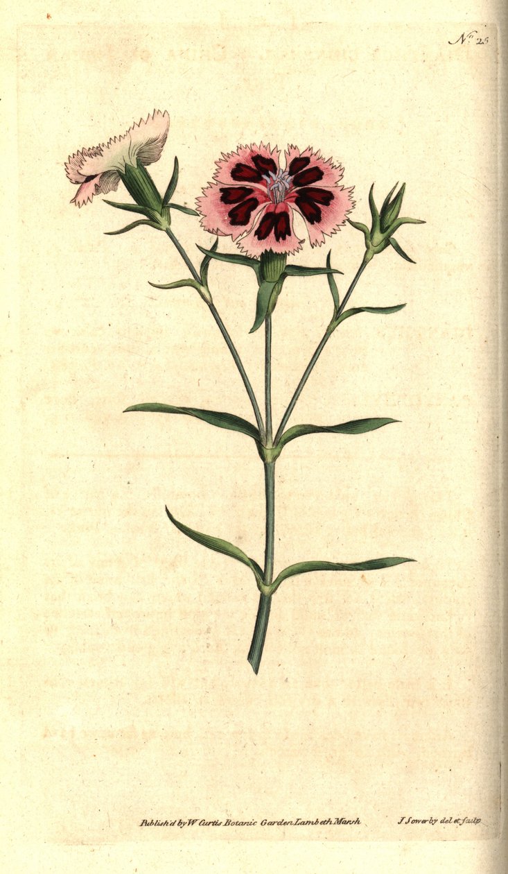 Kina nejlika - Kina rosa eller indisk rosa, Dianthus chinensis. Handkolorerad kopparstick och botanisk illustration av James Sowerby från William Curtis