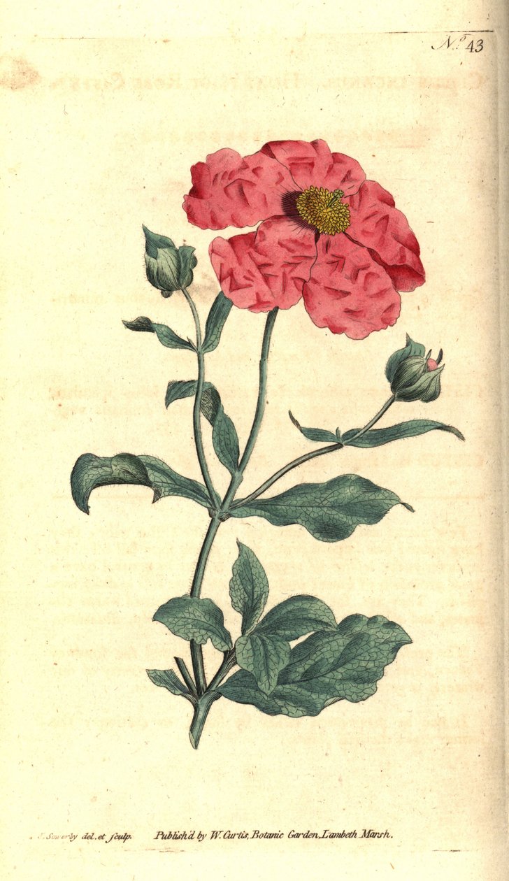 Cistus - Hoary cistus roséguld cistus, Cistus incanus. Handkolorerad kopparstick och botanisk illustration av James Sowerby från William Curtis