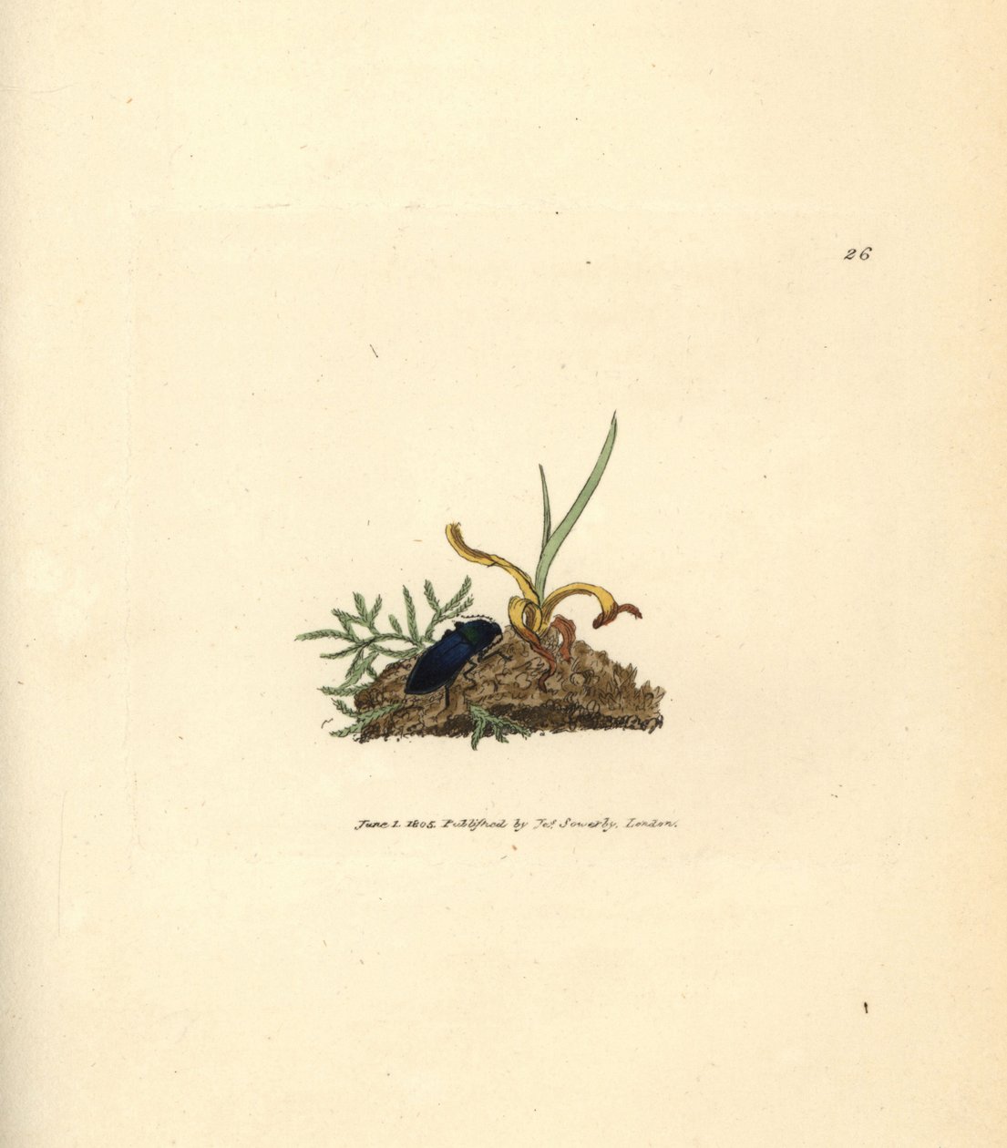 Klickbagge, Selatosomus aeneus (Elater cyaneus). Handkolorerad kopparstick av James Sowerby från The British Miscellany, eller färgade figurer av nya, sällsynta eller föga kända djurämnen. av James Sowerby