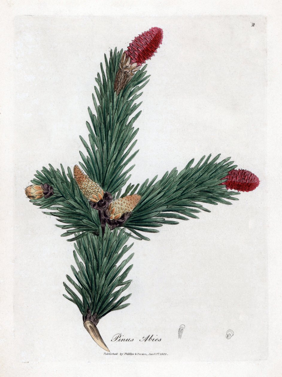 Vanlig Epicea - kungsgran, Pinus abies. Handfärgad kopparstick från en botanisk illustration av James Sowerby från William Woodville och Sir William Jackson Hookers "" Medical Botany", John Bohn, London av James Sowerby