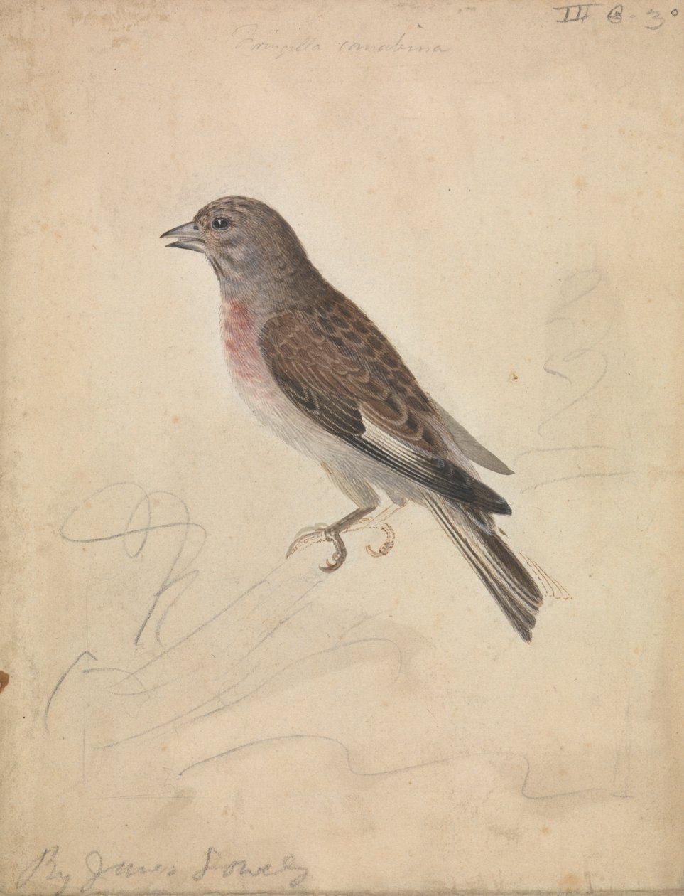 Gemensam Linnet av James Sowerby