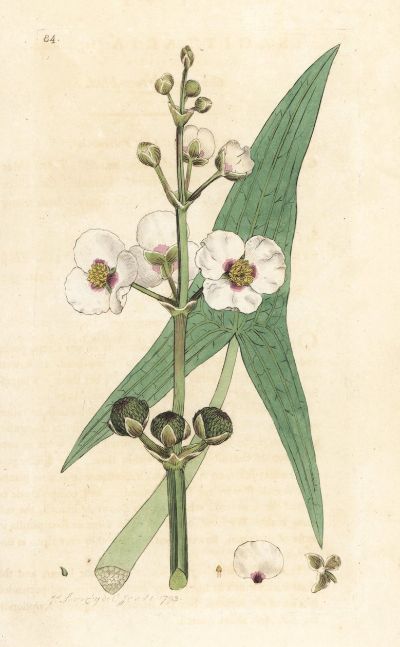 Vanlig pilspets, Sagittaria sagittifolia (sagittarius) Handkolorerad kopparstick efter en illustration av James Sowerby från James Smith