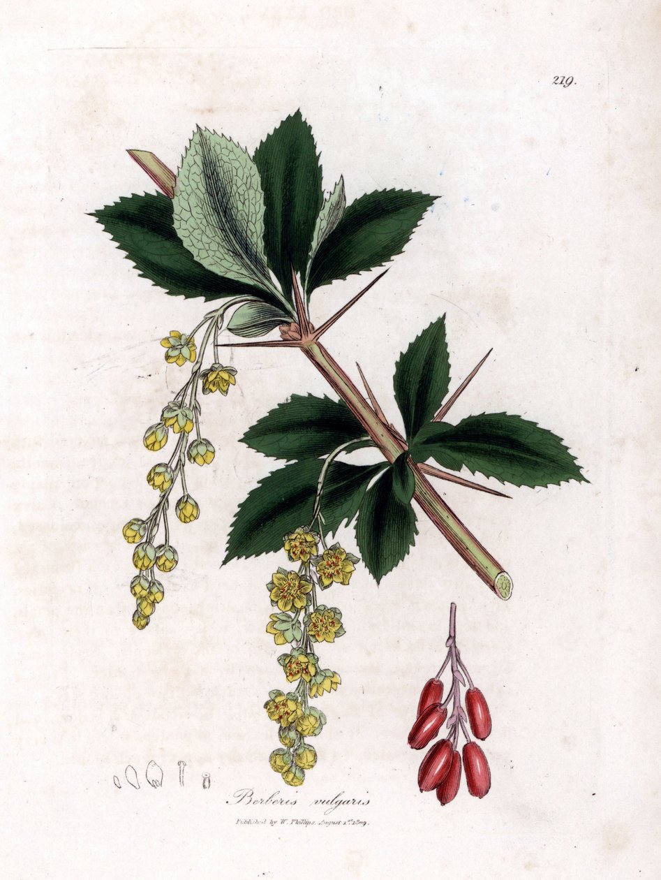 Vanlig berberis - Vanlig berberis, Berberis vulgaris. Handfärgad kopparstick från en botanisk illustration av James Sowerby från William Woodville och Sir William Jackson Hookers "" Medical Botany", John Bohn, London av James Sowerby