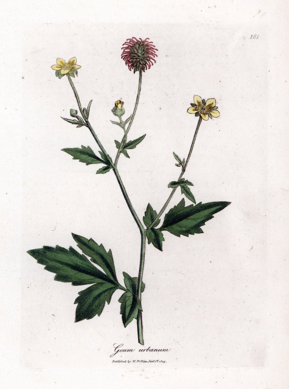 Vanlig benoit eller gräs av Saint Benoit - Wood avens, Geum urbanum. Handfärgad kopparstick från en botanisk illustration av James Sowerby från William Woodville och Sir William Jackson Hookers "" Medical Botany", John Bohn, London av James Sowerby