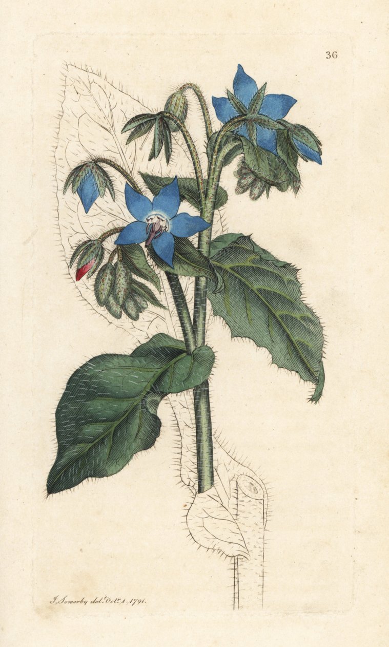 Vanlig gurkört, Borago officinalis (Bourrache officinale) Handkolorerad kopparstick efter en illustration av James Sowerby från James Smith