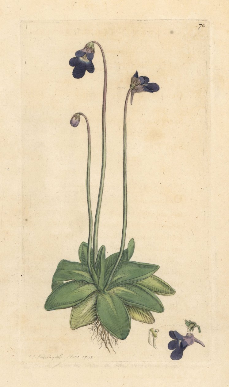 Vanlig smörört, Pinguicula vulgaris (grassette) Handkolorerad kopparstick efter illustration av James Sowerby från James Smith