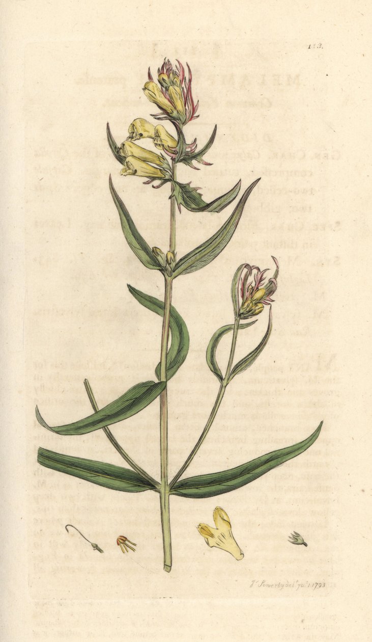 Vanligt kovete, Melampyrum pratense (Melampyre des pres, Wood hirs, Cochelet, Yellow savory) Handfärgad kopparstick efter en illustration av James Sowerby från James Smith