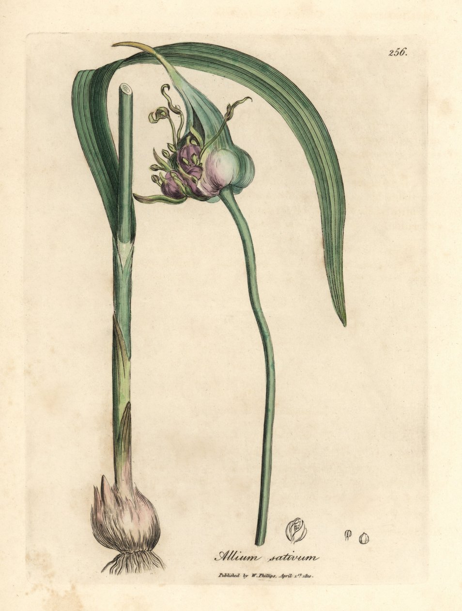 Vanlig odlad vitlök, Allium sativum av James Sowerby