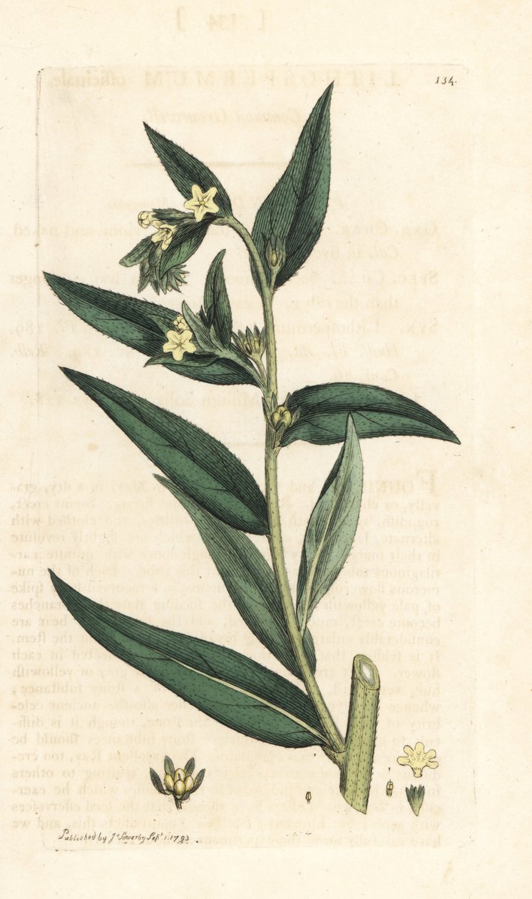 Common gromwell, Lithospermum officinale (Gremil officinal) Handkolorerad kopparstick efter en illustration av James Sowerby från James Smith
