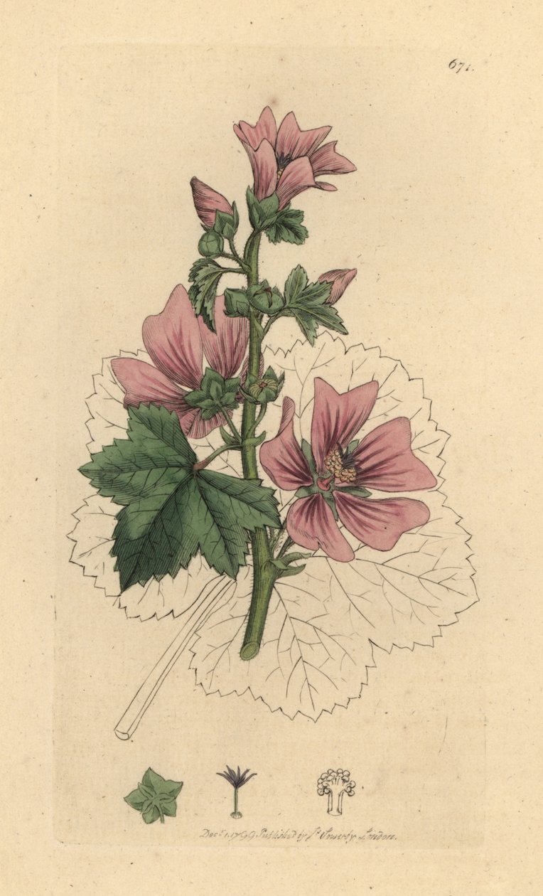 Malva, Malva sylvestris Handfärgad kopparstick efter en teckning av James Sowerby för James Smiths engelska botanik av James Sowerby
