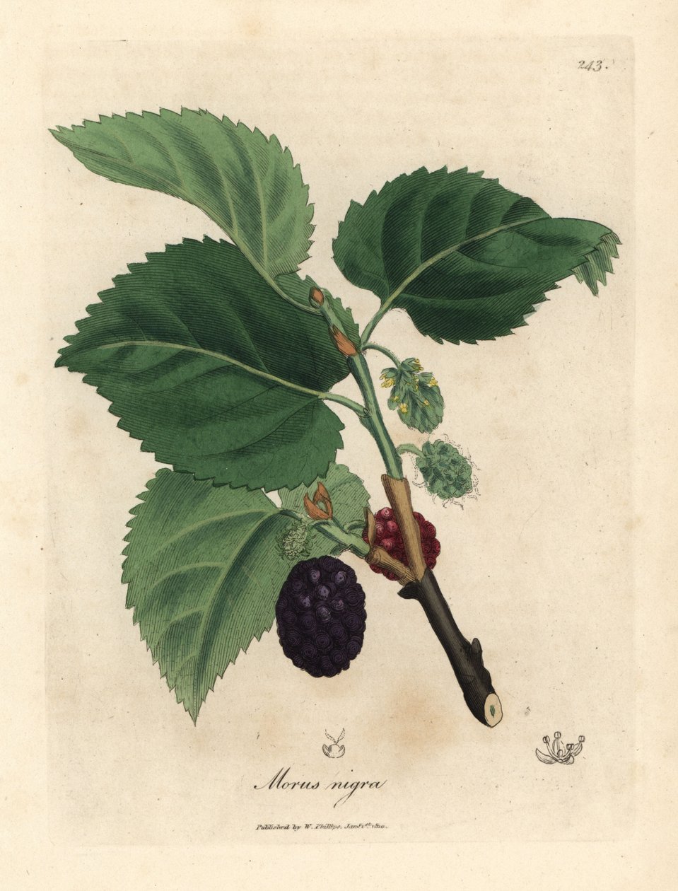 Vanligt mullbärsträd, Morus nigra av James Sowerby