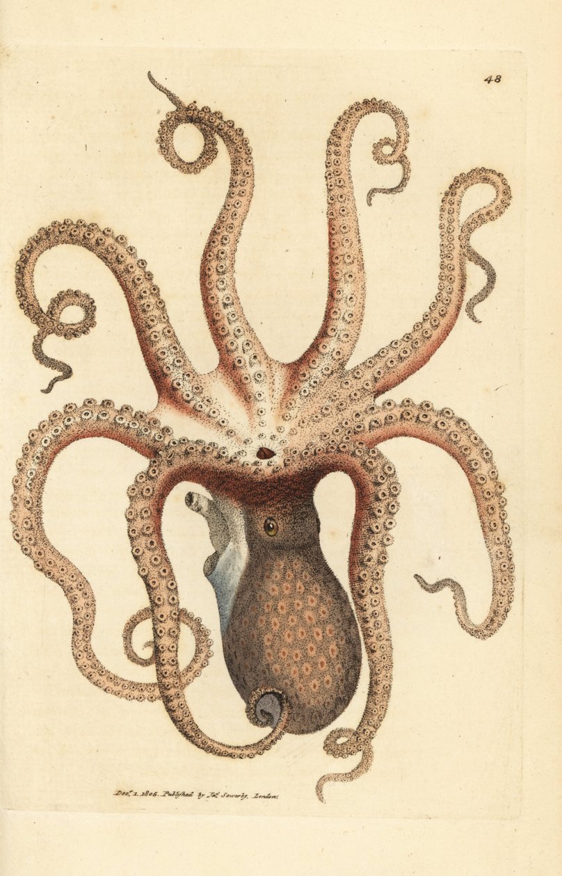 Vanlig bläckfisk, Octopus vulgaris (Åttaarmad bläckfisk, Sepia bläckfisk). Handkolorerad kopparstick av James Sowerby från The British Miscellany, eller färgade figurer av nya, sällsynta eller föga kända djurämnen. av James Sowerby