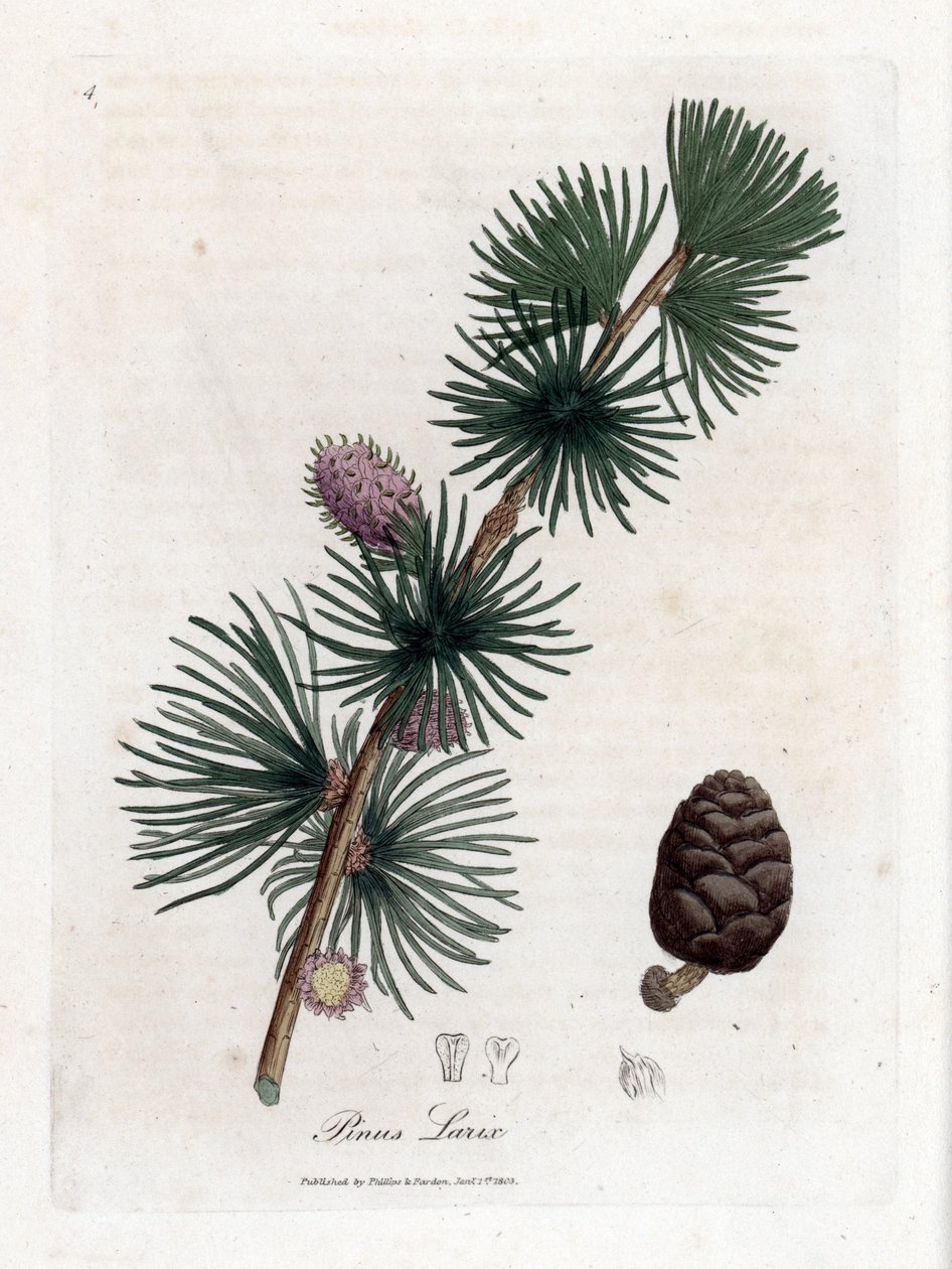 Vanlig eller europeisk meleze - europeiskt lärkträd, Larix decidua. Handfärgad kopparstick från en botanisk illustration av James Sowerby från William Woodville och Sir William Jackson Hookers "" Medical Botany,"" John Bohn, London av James Sowerby