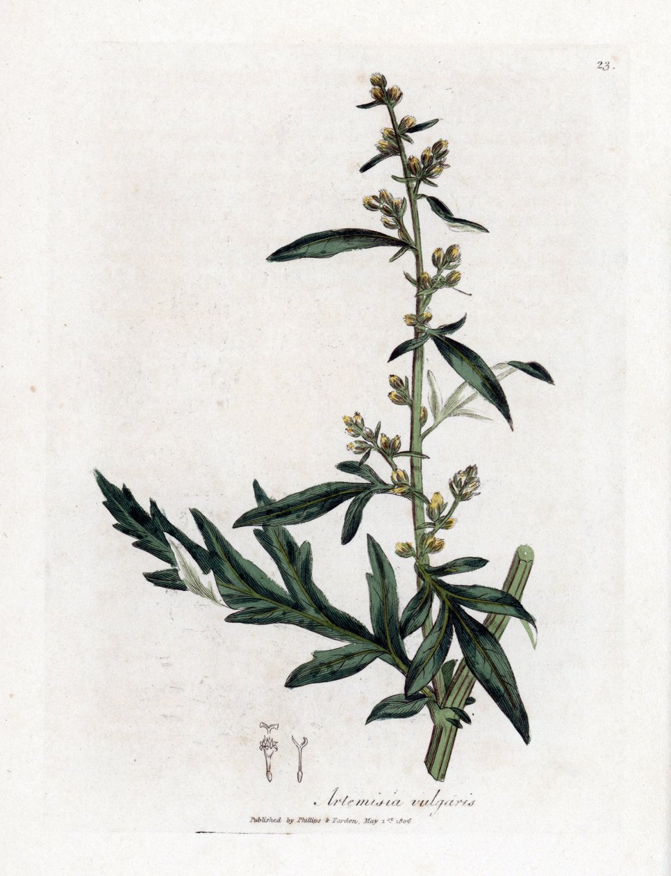 Vanlig eller vulgär sagebrush - Båtört, Artemisia vulgaris. Handfärgad kopparstick från en botanisk illustration av James Sowerby från William Woodville och Sir William Jackson Hookers "" Medical Botany,"" John Bohn, London av James Sowerby