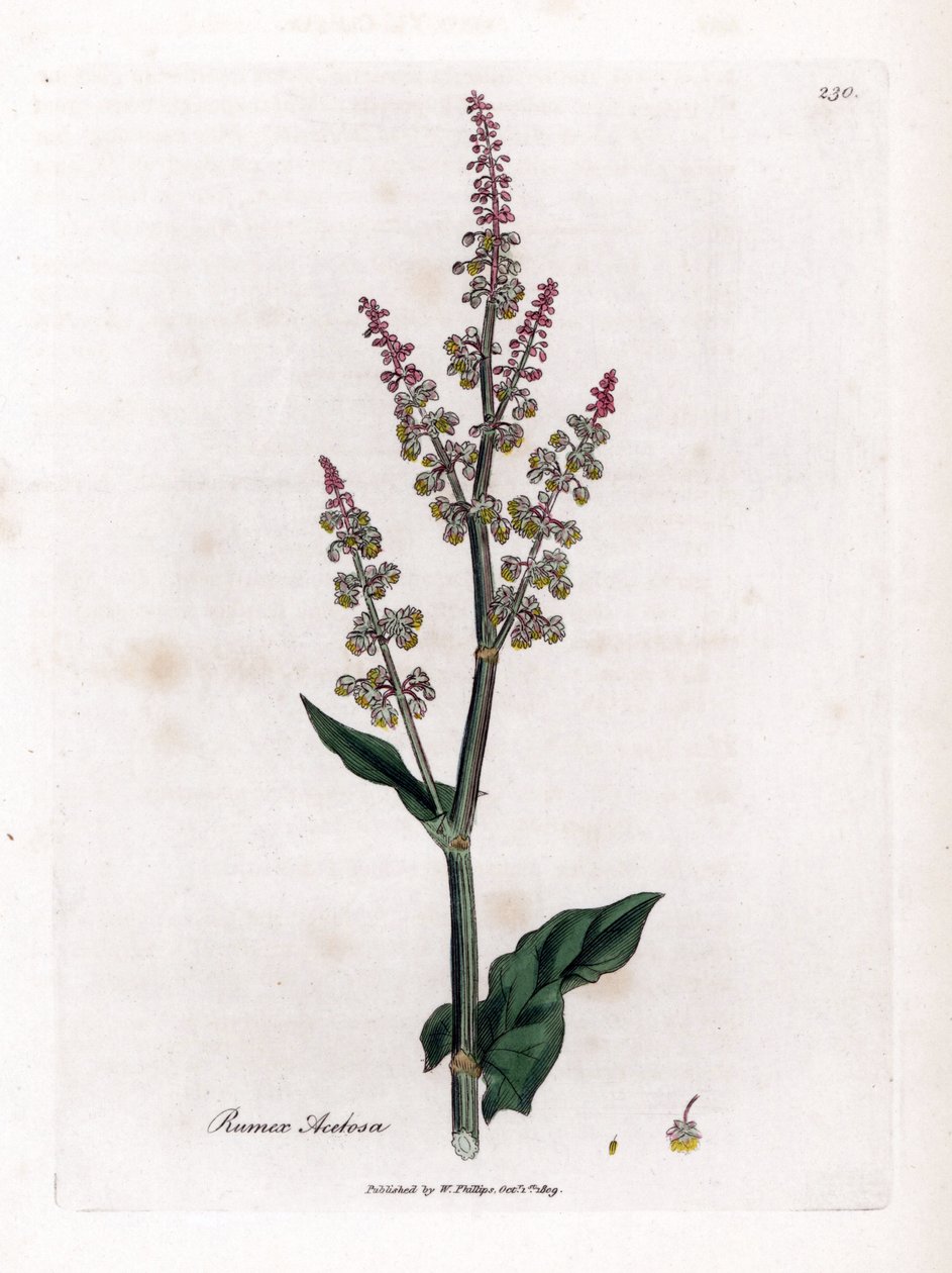 Vanlig oseillle eller stor syra - Trädgårdssyra, Rumex acetosa. Handfärgad kopparstick från en botanisk illustration av James Sowerby från William Woodville och Sir William Jackson Hookers "" Medical Botany", John Bohn, London av James Sowerby