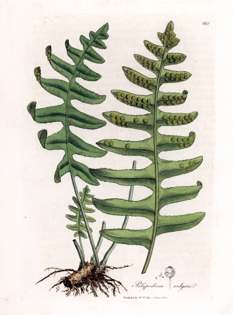 Vanlig polypoda eller trälakrits (ormbunke) - Vanlig polypodi, Polypodium vulgare. Handfärgad kopparstick från en botanisk illustration av James Sowerby från William Woodville och Sir William Jackson Hookers "" Medical Botany", John Bohn, London av James Sowerby