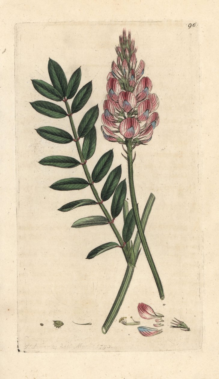 Vanlig sainfoin, Onobrychis viciifolia (Hedysarum onobrychis) (Sainfoin cultive) Handfärgad kopparstick efter en illustration av James Sowerby från James Smith