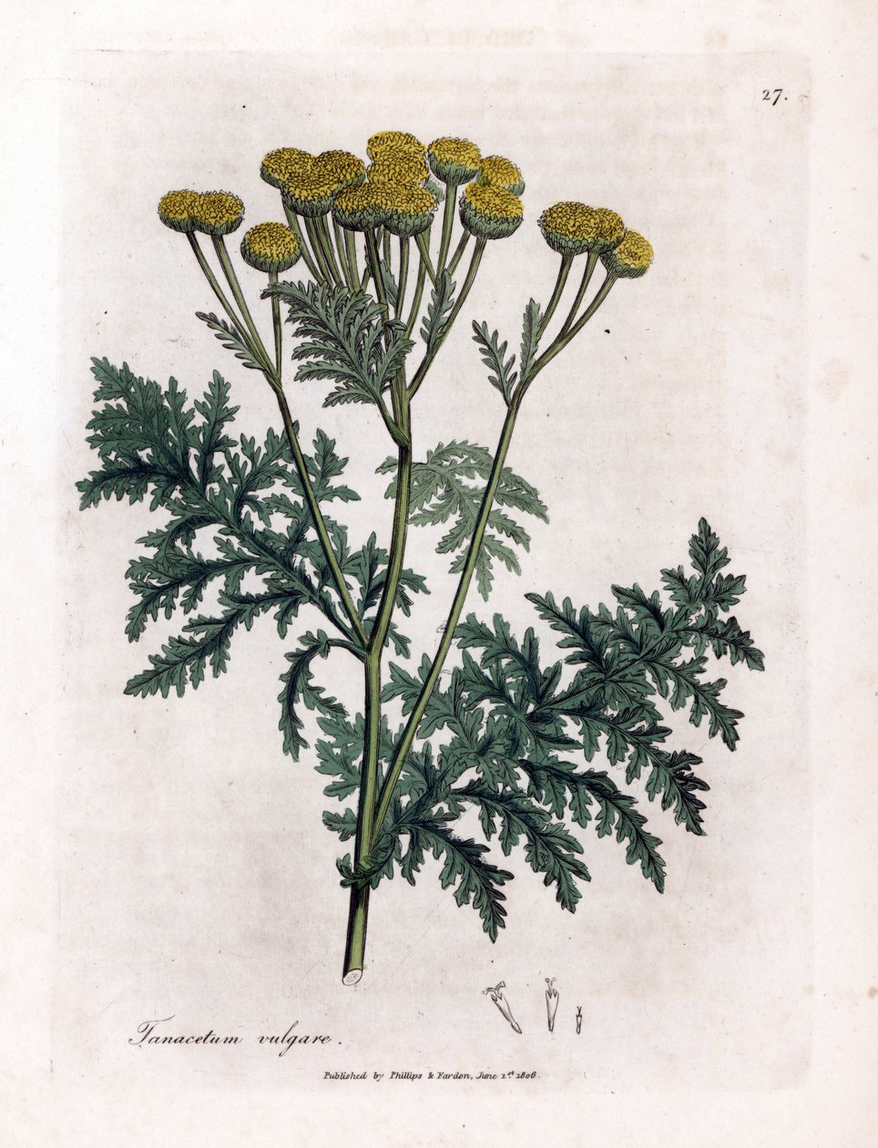 Vanlig renfana eller stänk - Tansy, Tanacetum vulgare. Handfärgad kopparstick från en botanisk illustration av James Sowerby från William Woodville och Sir William Jackson Hookers "" Medical Botany", John Bohn, London av James Sowerby