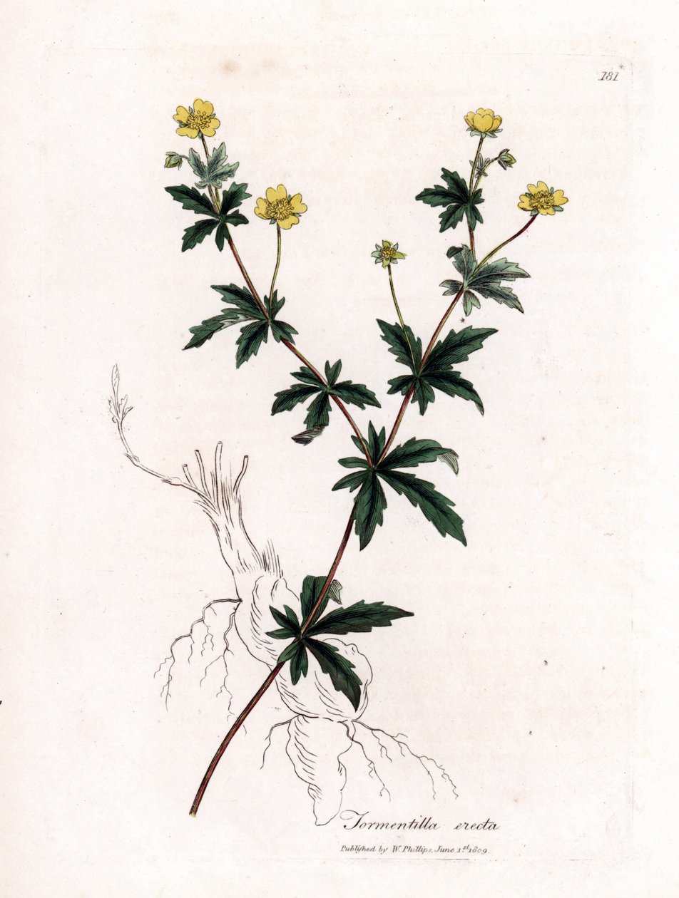 Vanlig tormentil, Potentilla erecta. Handfärgad kopparstick från en botanisk illustration av James Sowerby från William Woodville och Sir William Jackson Hookers "" Medical Botany", John Bohn, London av James Sowerby