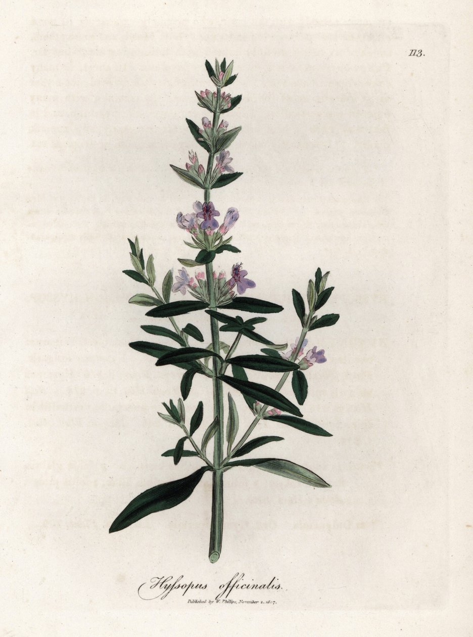 Kompendiell isop. Handfärgad kopparstick från en teckning av James Sowerby (1757-1822), i Botanique Medicinale av James Sowerby