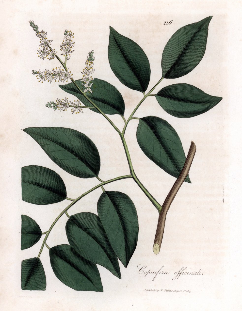 Copaier - Balsam från Copaiva, Copaifera officinalis. Handfärgad kopparstick från en botanisk illustration av James Sowerby från William Woodville och Sir William Jackson Hookers "" Medical Botany", John Bohn, London av James Sowerby