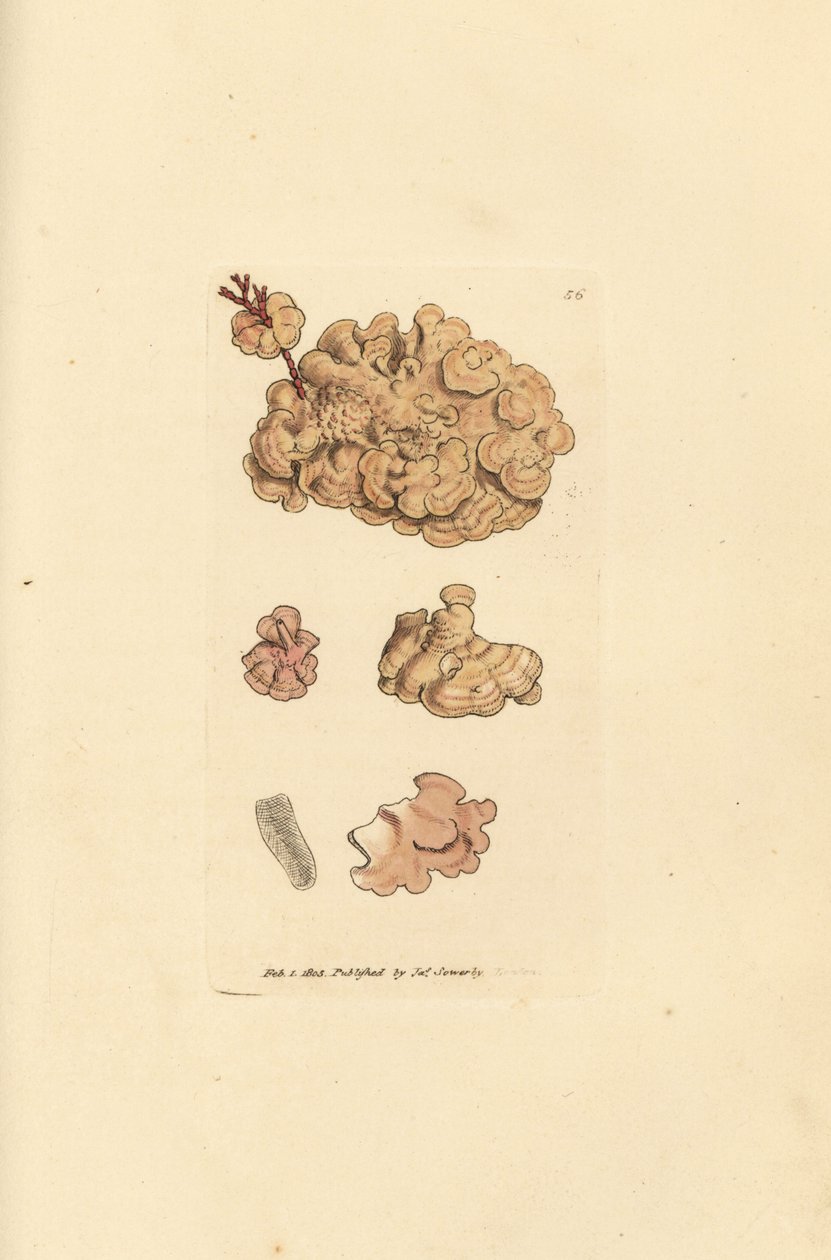 Coralline art, Corallina auriculariaeformis. (Cactus coralline, Halimedia opuntia?) Handkolorerad kopparstick av James Sowerby från The British Miscellany, eller färgade figurer av nya, sällsynta eller föga kända djurämnen. av James Sowerby