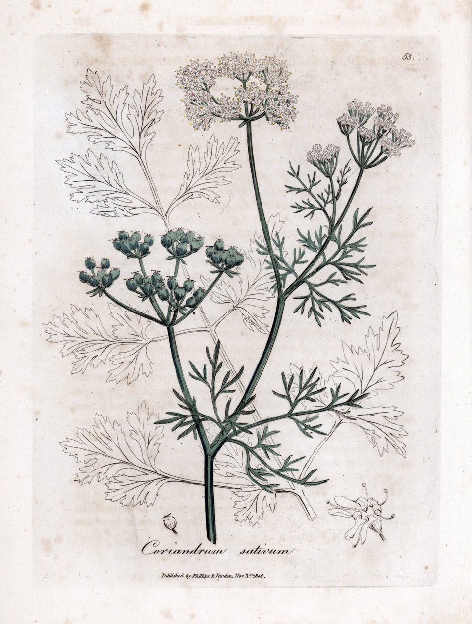 Koriander (Coriandrum sativum). Handkolorerad koppargravyr från en illustration av James Sowerby. Utdrag ur boken av William Woodville och Sir William Jackson Hooker "" Botanique medicinale"" 1832. Den outtröttliga Sowerby (1757-1822) drog mer än av James Sowerby