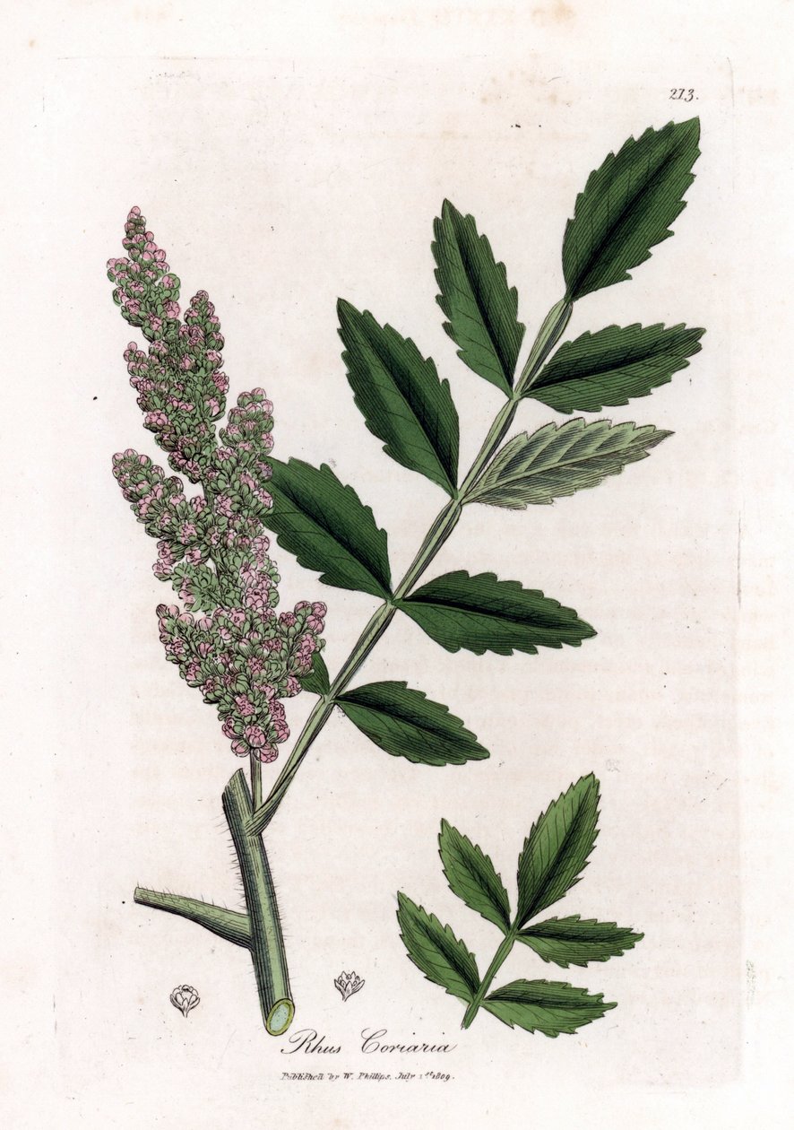 Corroyere eller sumac av corroyeurs eller resenärer - almbladig sumac, Rhus coriaria. Handfärgad kopparstick från en botanisk illustration av James Sowerby från William Woodville och Sir William Jackson Hookers "" Medical Botany,"" John Bohn, London av James Sowerby