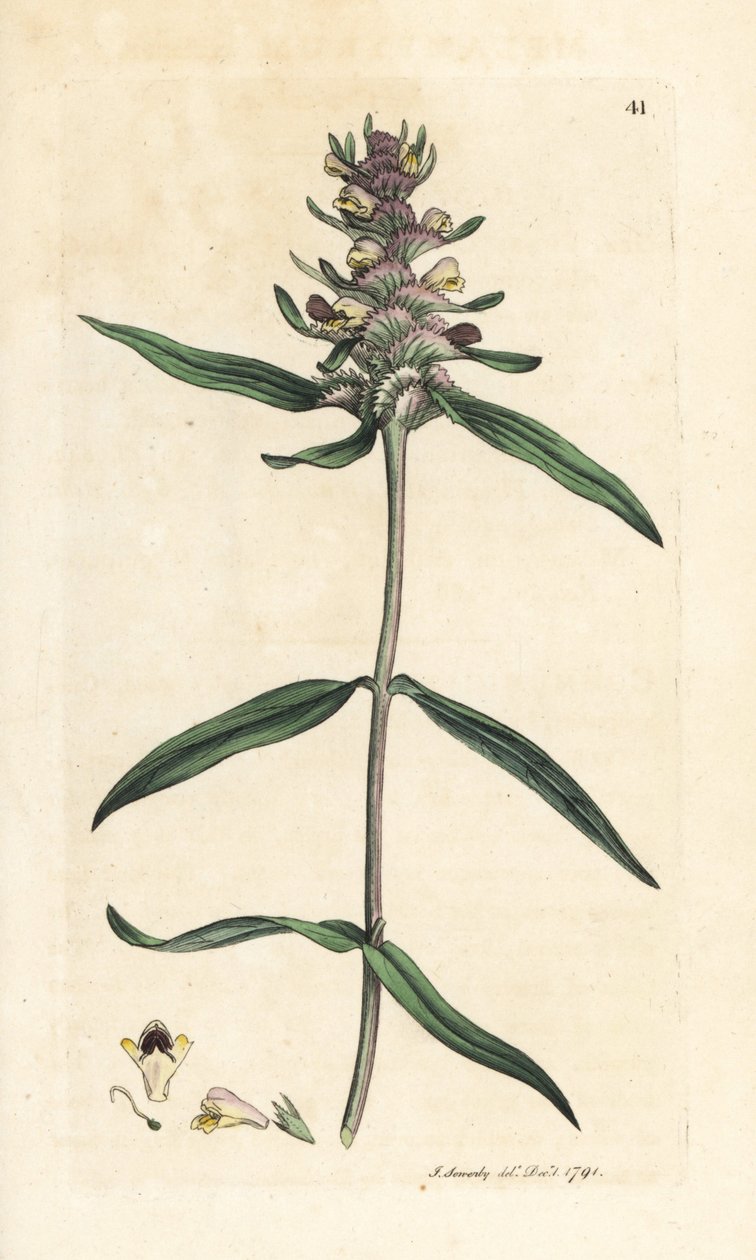Crested kovete, Melampyrum cristatum (Melampyre) Handfärgad kopparstick efter en illustration av James Sowerby från James Smith