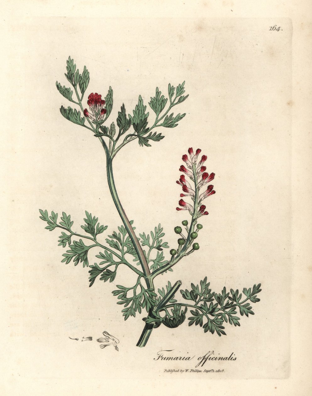 Crimson blommande fumitory, Fumaria officinalis av James Sowerby