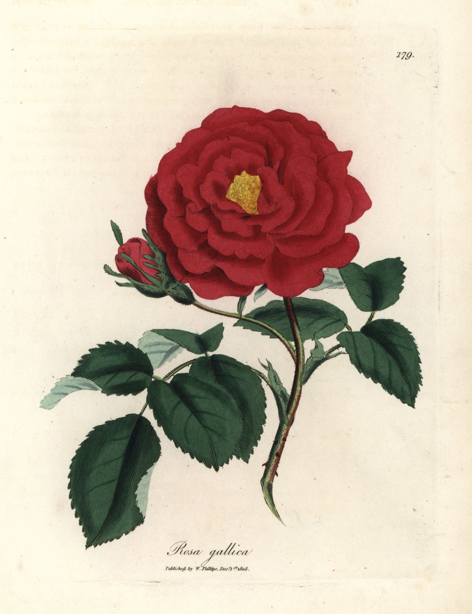 Crimson officinal ros, Rosa gallica av James Sowerby