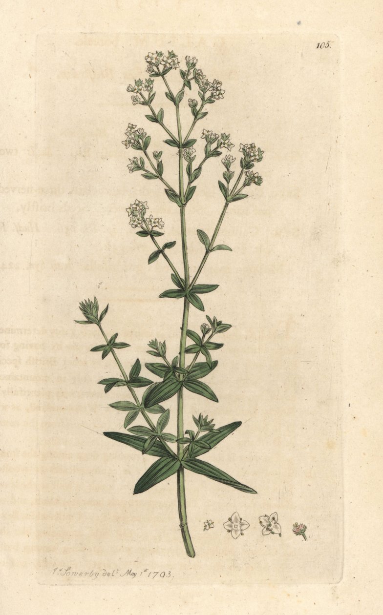 Cross-leaved ladies bedraw, Galium boreale (gaillet boreal) Handkolorerad kopparstick efter en illustration av James Sowerby från James Smith