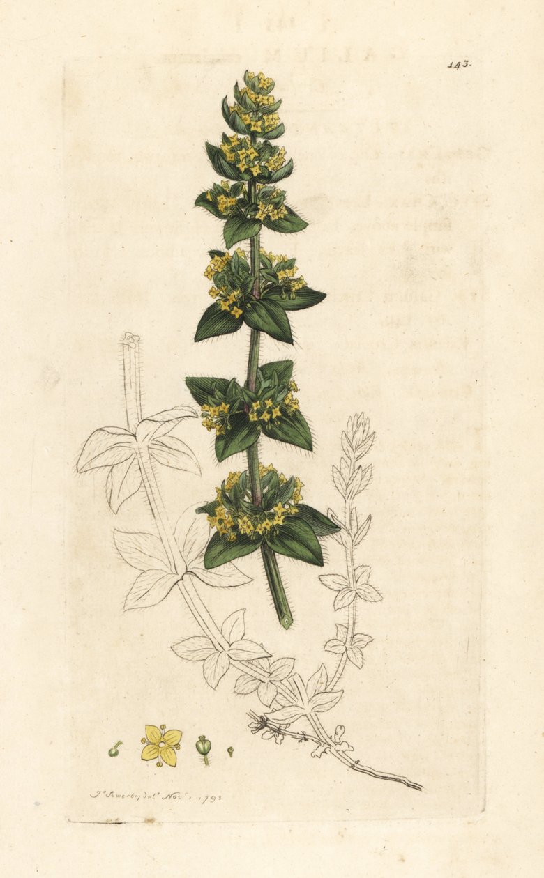 Korsört eller slät strå, Cruciata laevipes (Galium cruciatum). Handkolorerad kopparstick efter en illustration av James Sowerby från James Smith