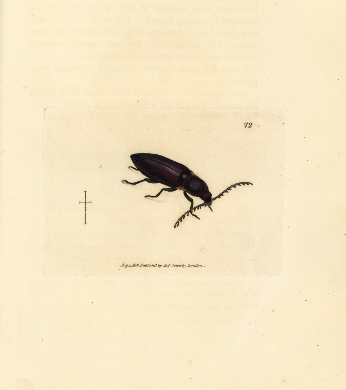 Ctenicera cuprea skalbagge (Elater chalybeus). Handkolorerad kopparstick av James Sowerby från The British Miscellany, eller färgade figurer av nya, sällsynta eller föga kända djurämnen. av James Sowerby