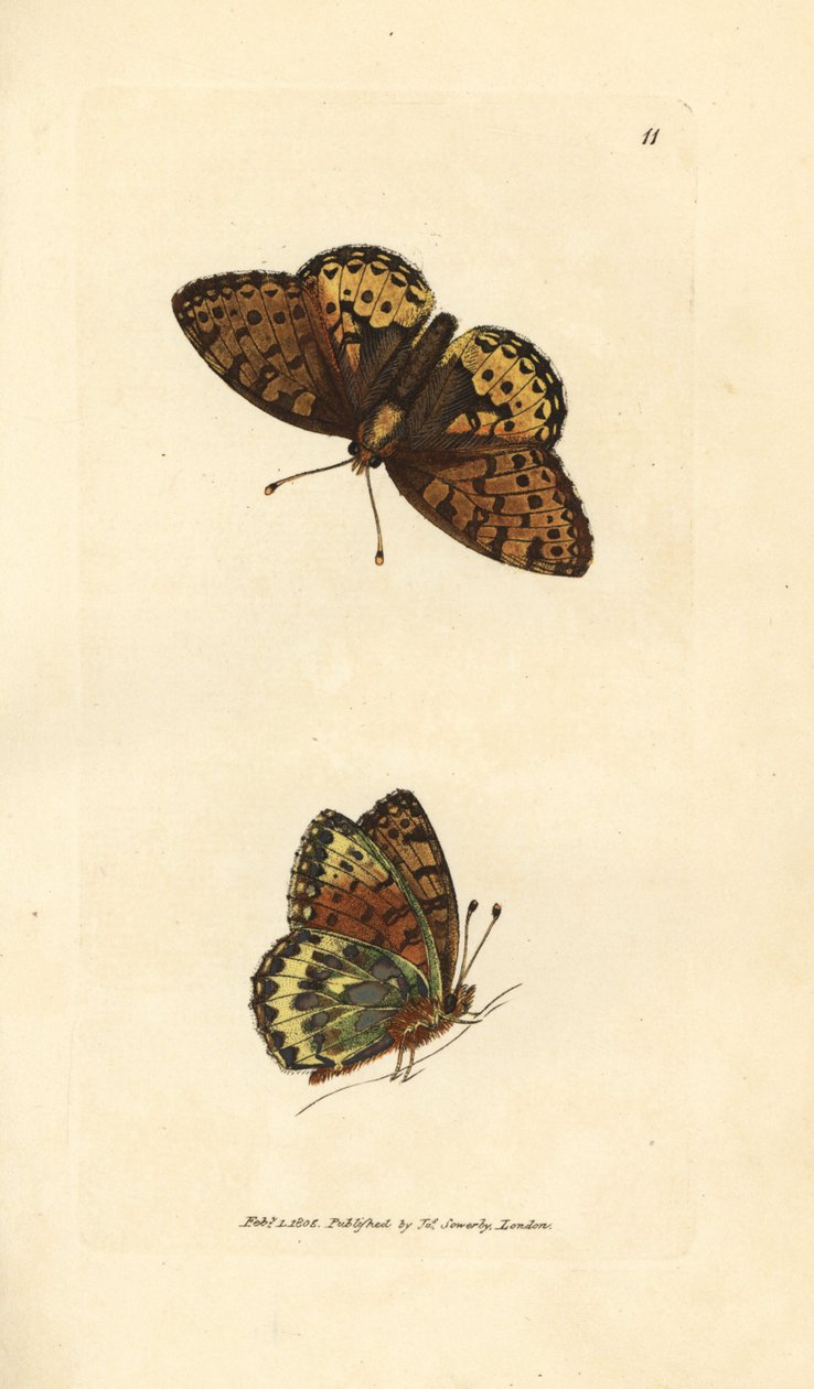 濃い緑色のバイモ、Argynnis aglaia (シャーロット バタフライ、アゲハ charlotta)。 The British Miscellany の James Sowerby による手彩色の銅版画、または新しい、珍しい、またはほとんど知られていない動物の色付きの図。スウェーデン語 av James Sowerby