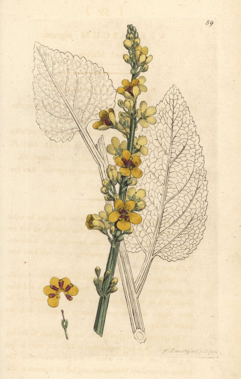 Mörk mullein, Verbasum nigrum (svart molene) Handfärgad kopparstick efter en illustration av James Sowerby från James Smith
