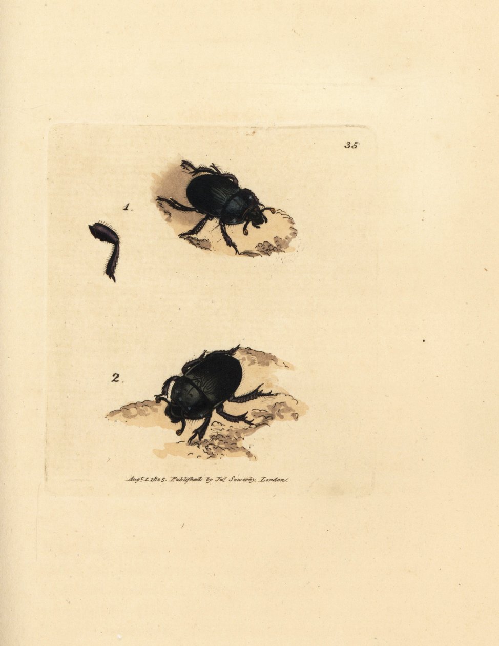 Dorbagge eller jordtråkig dyngbagge, Geotrupes puncticollis (Scarabaeus spiniger). Handkolorerad kopparstick av James Sowerby från The British Miscellany, eller färgade figurer av nya, sällsynta eller föga kända djurämnen. av James Sowerby
