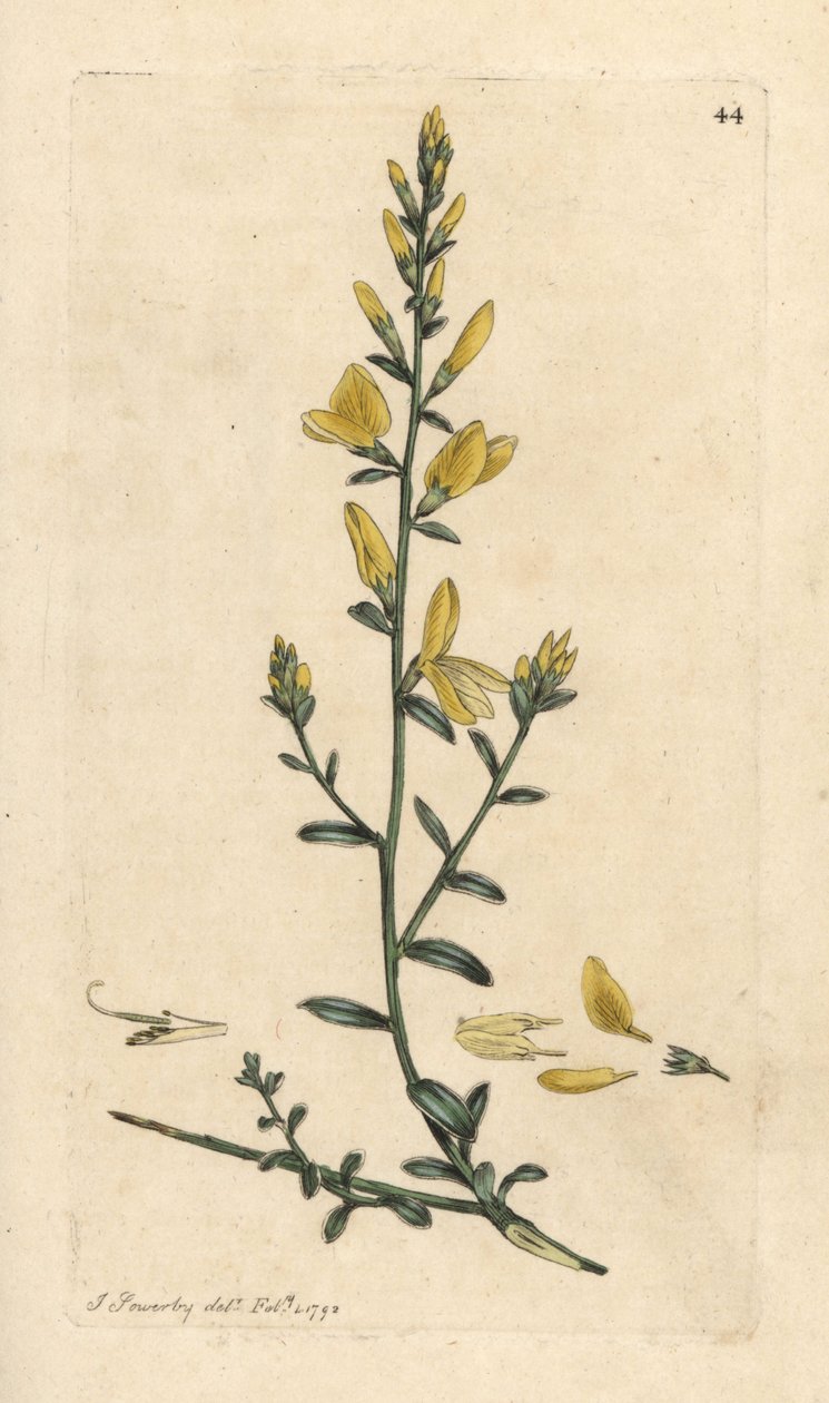 Färgarens kvast eller färgarens gröngräs, Genista tinctoria Handfärgad kopparstick efter en illustration av James Sowerby från James Smith