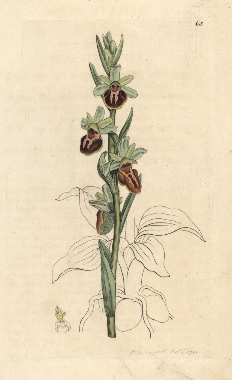 Tidig spindelorkidé, Ophrys sphegodes (Spider orchis, Ophrys aranifera). Handkolorerad kopparstick efter en illustration av James Sowerby från James Smith