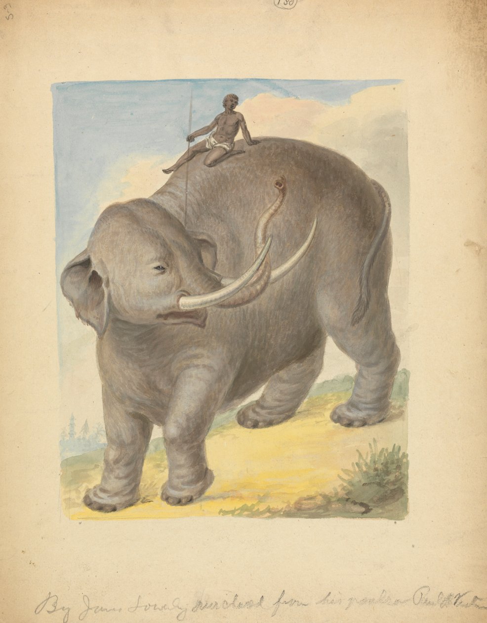 Elefant med ryttare av James Sowerby