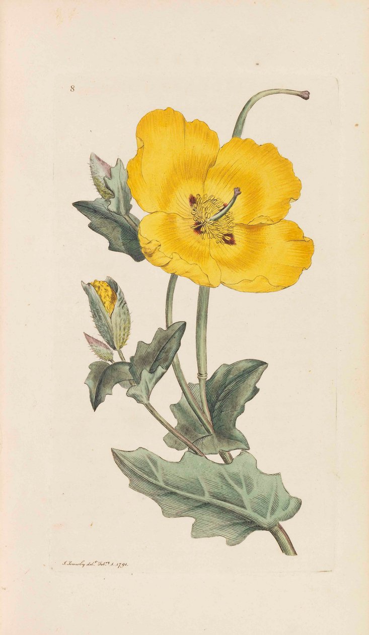 Engelsk botanik, 1790-1800. av James Sowerby