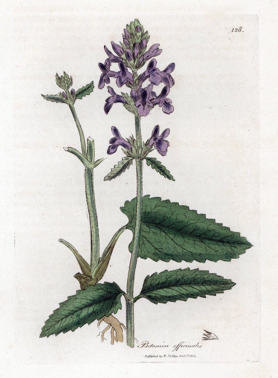 Epiary officinale eller betoine - Wood betony, Stachys officinalis. Handfärgad kopparstick från en botanisk illustration av James Sowerby från William Woodville och Sir William Jackson Hookers "" Medical Botany", John Bohn, London av James Sowerby