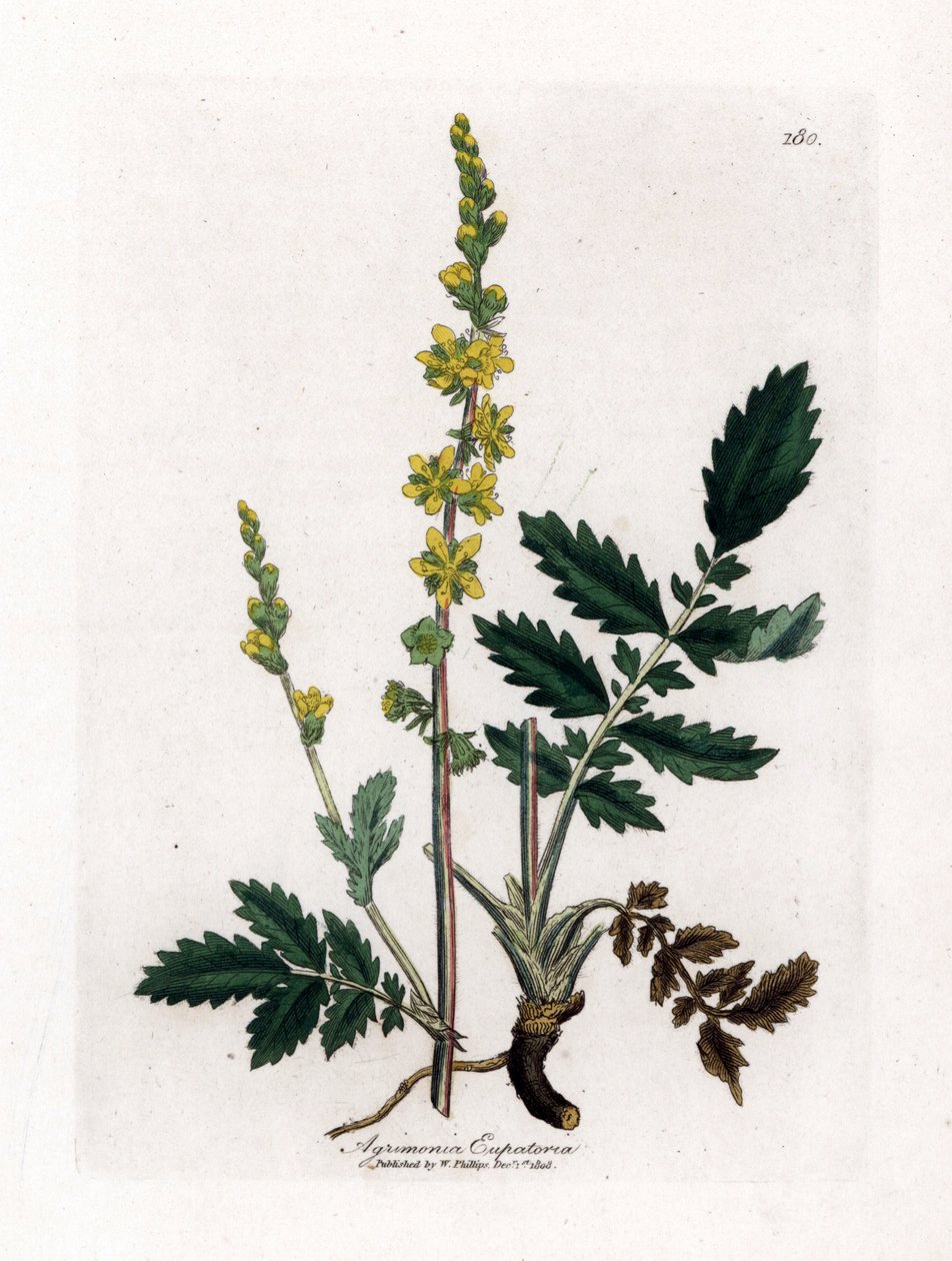 Eupatory sour - Agrimony, Agrimonia eupatoria. Handfärgad kopparstick från en botanisk illustration av James Sowerby från William Woodville och Sir William Jackson Hookers "" Medical Botany", John Bohn, London av James Sowerby