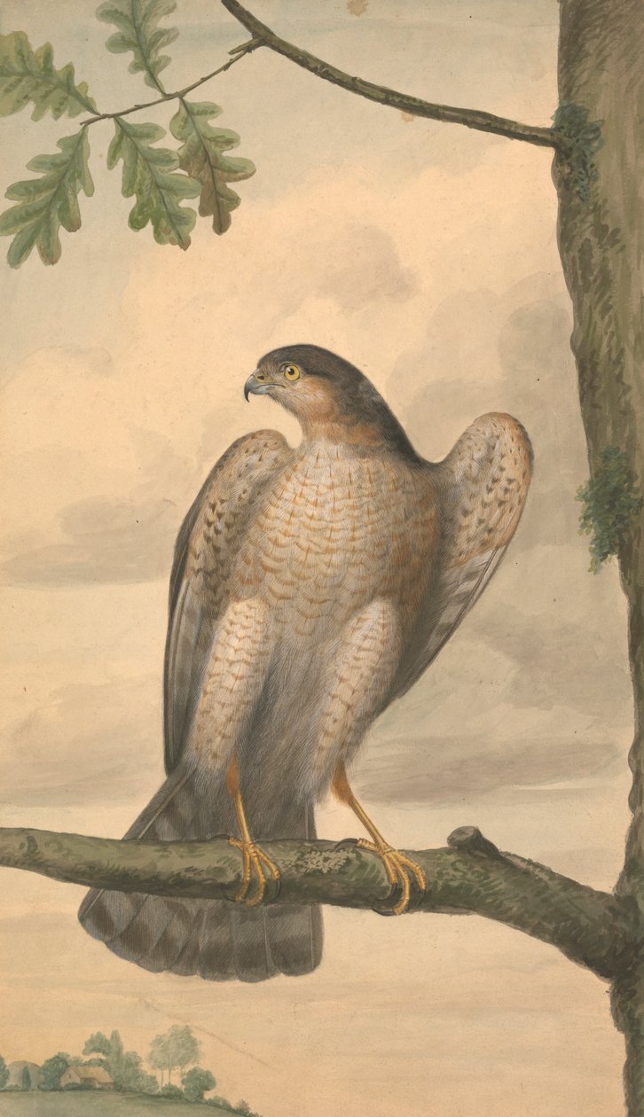 Sparrowhawk av James Sowerby