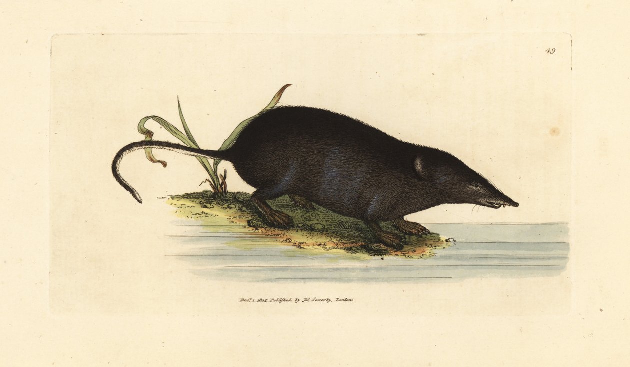 Eurasien näbbmuskaka, Neomys fodiens (Sorex ciliatus, franssvansad näbbmus). Handkolorerad kopparstick av James Sowerby från The British Miscellany, eller färgade figurer av nya, sällsynta eller föga kända djurämnen. av James Sowerby