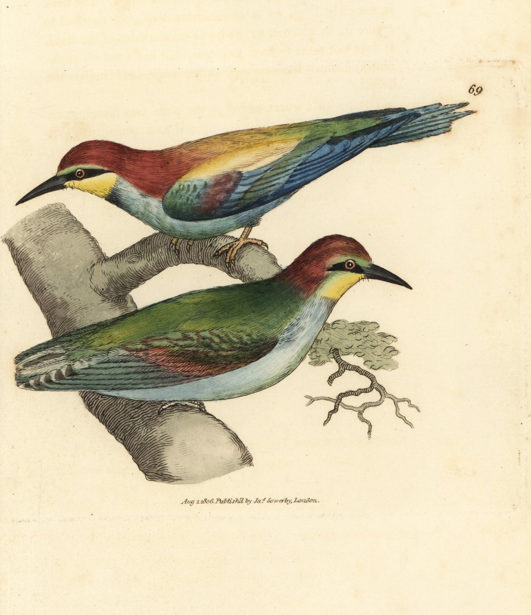 Europeisk biätare, Merops apiaster. Man och kvinna. Handkolorerad kopparstick av James Sowerby från The British Miscellany, eller färgade figurer av nya, sällsynta eller föga kända djurämnen. av James Sowerby