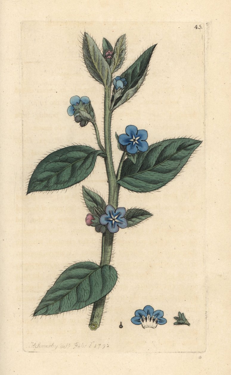 Evergreen bugloss, Pentaglottis sempervirens (Evergreen alkanet, Anchusa sempervirens) Handfärgad kopparstick efter en illustration av James Sowerby från James Smith
