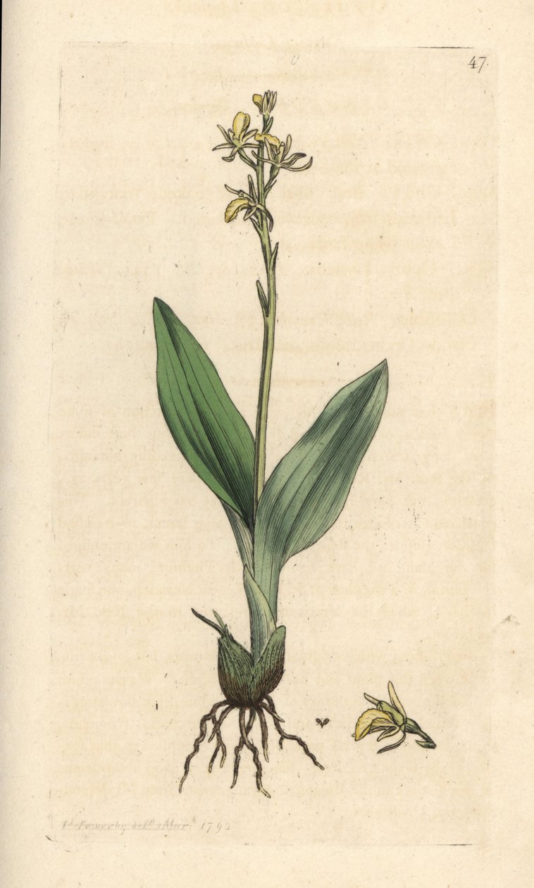 Fensorkidé, Liparis loeselii (Dwarf ophrys, Ophrys loeselii). Handkolorerad kopparstick efter en illustration av James Sowerby från James Smith