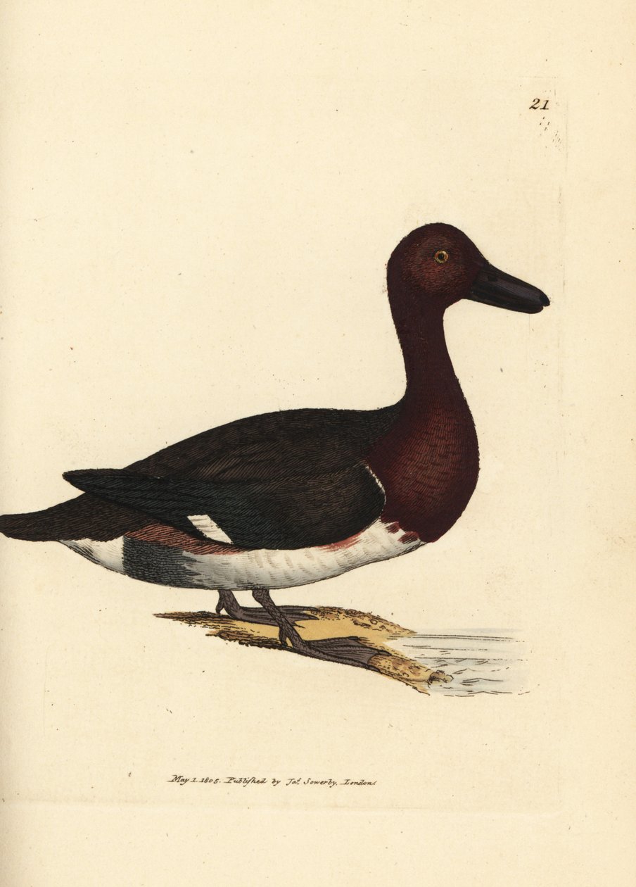 Järnhaltig pochard, Aythya nyroca (Anas nyroca, olivtufsad anka). Handkolorerad kopparstick av James Sowerby från The British Miscellany, eller färgade figurer av nya, sällsynta eller föga kända djurämnen. av James Sowerby