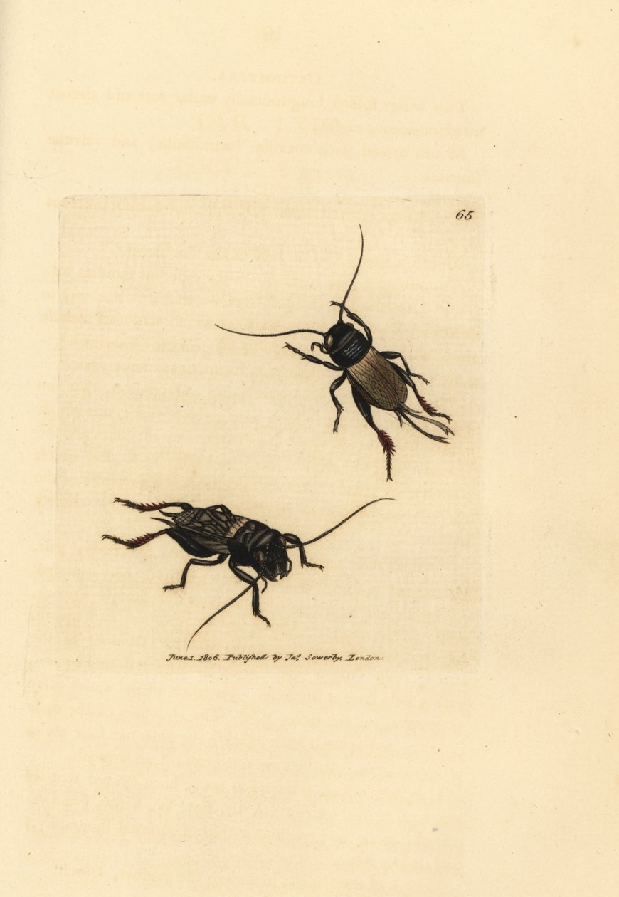 Fältsyrsa, Gryllus campestris (Accheta campestris). Handkolorerad kopparstick av James Sowerby från The British Miscellany, eller färgade figurer av nya, sällsynta eller föga kända djurämnen. av James Sowerby